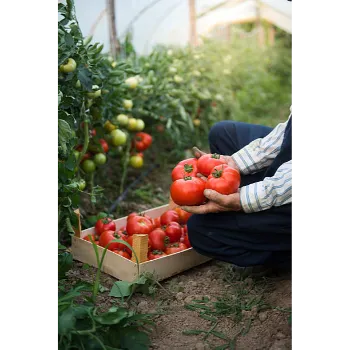 Tomato  (23)-2499653-5648.webp